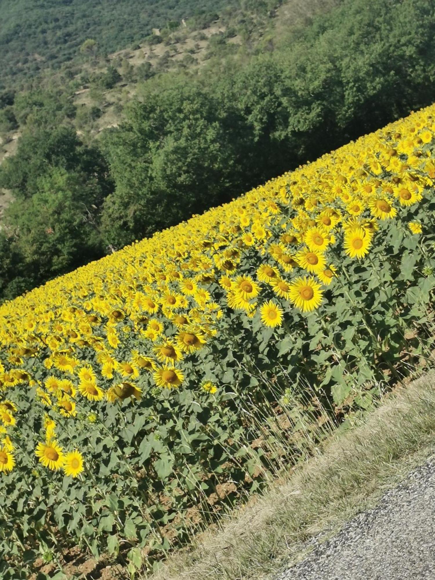 Mes Maisons Gardoises, Two Gites Sleeping 13 With Two Private Pools, Kids Room, Laundry, Disco, Free Wifi, Linen And Dog'S Are Welcome Gagnieres Luaran gambar